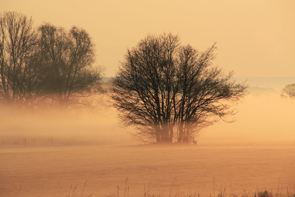 Bodennebel