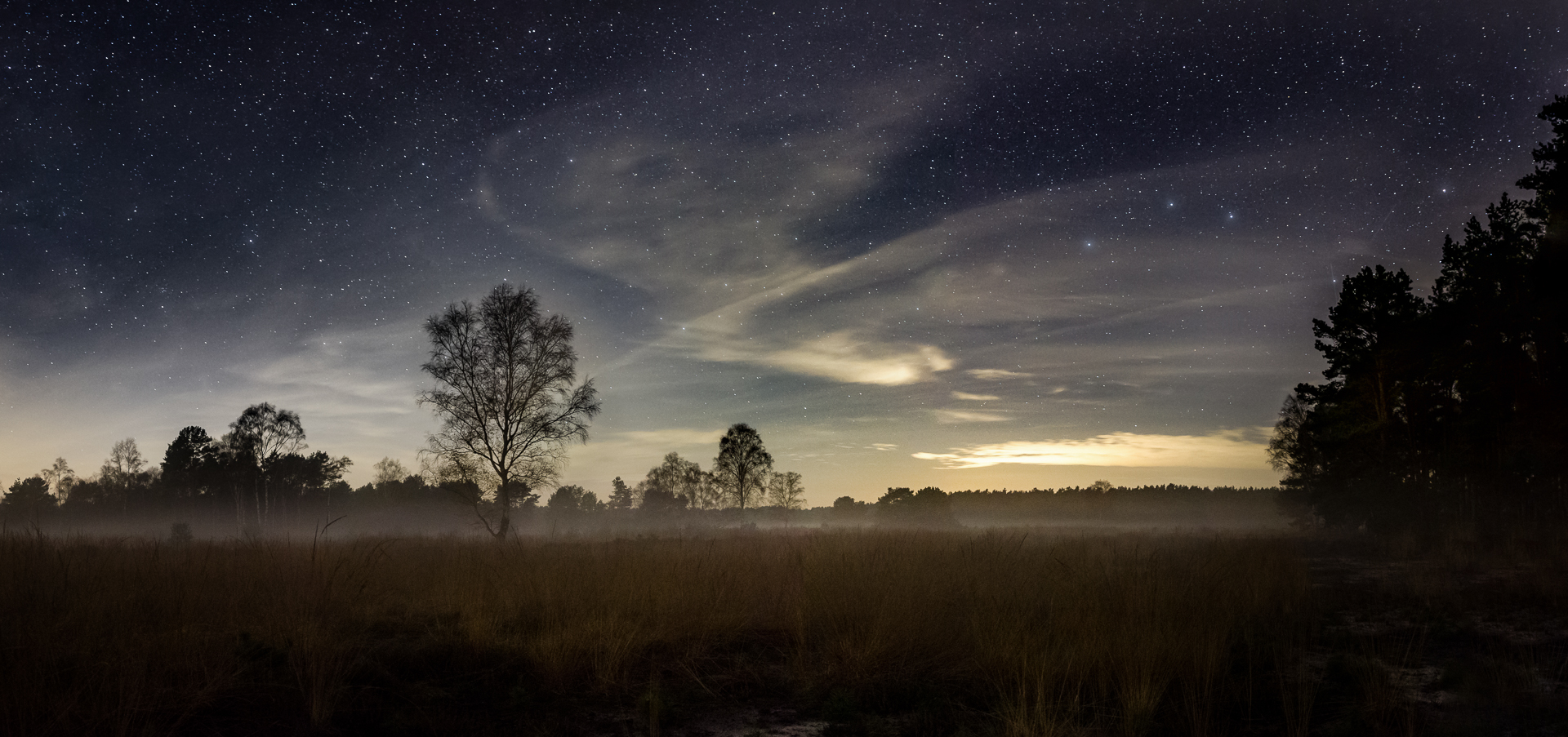 Bodennebel auf der Lichtung