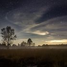 Bodennebel auf der Lichtung