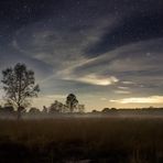 Bodennebel auf der Lichtung