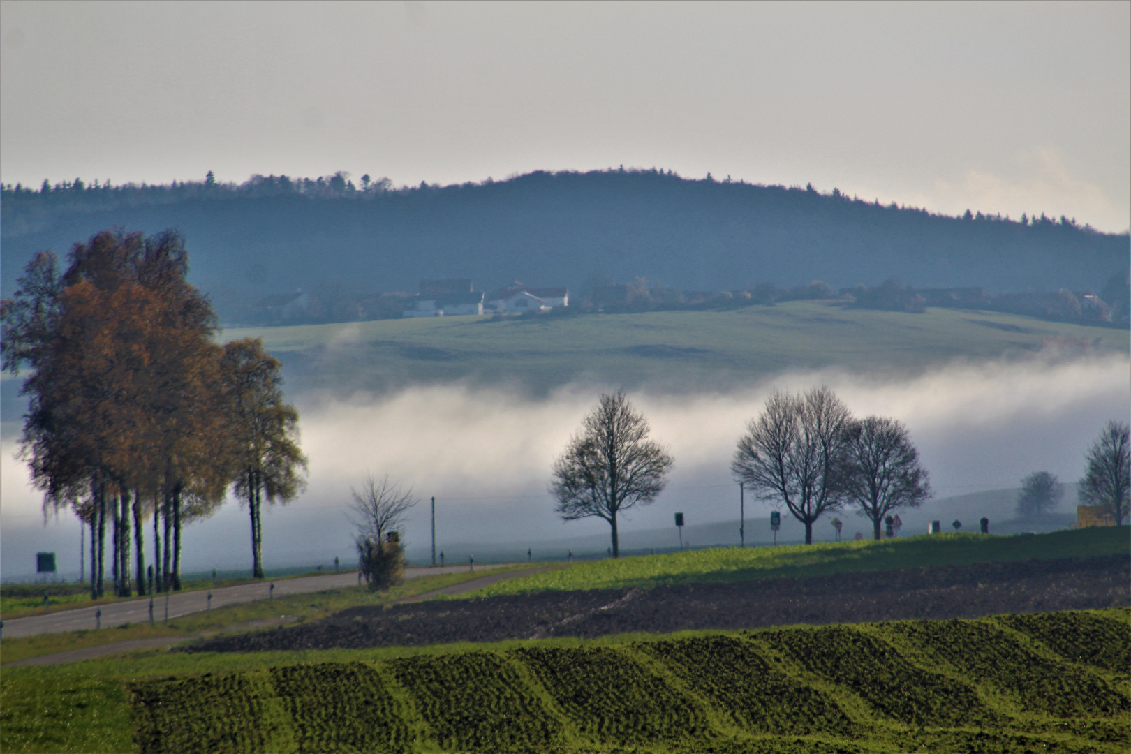 Bodennebel auf der schwäbischen Alb