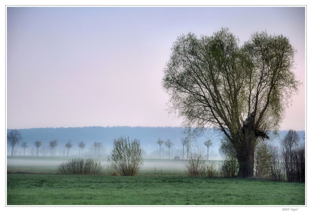 Bodennebel....