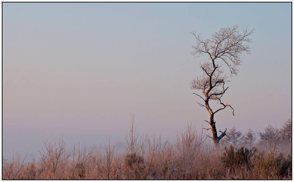 Bodennebel