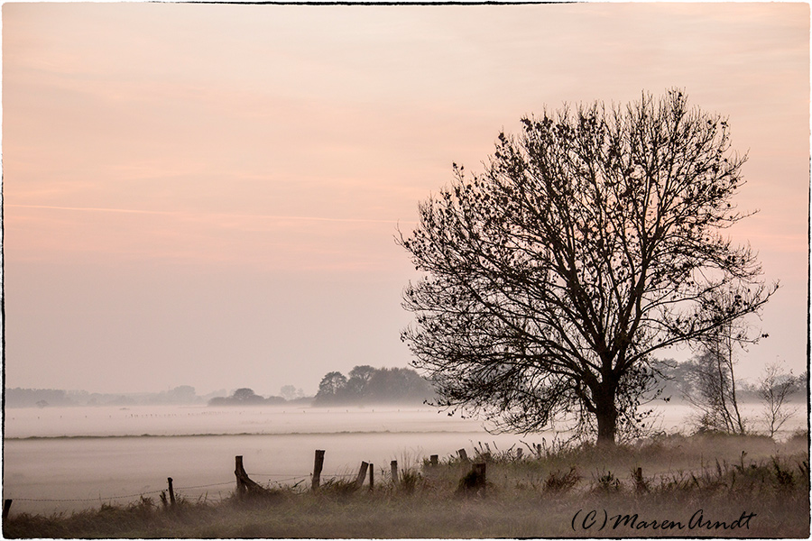 Bodennebel