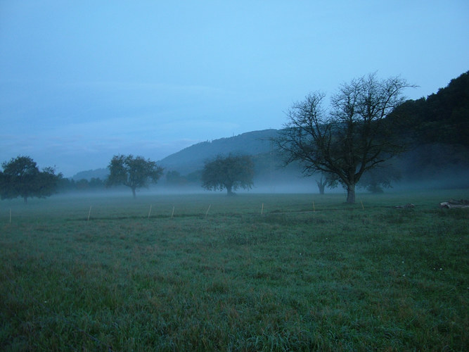 Bodennebel