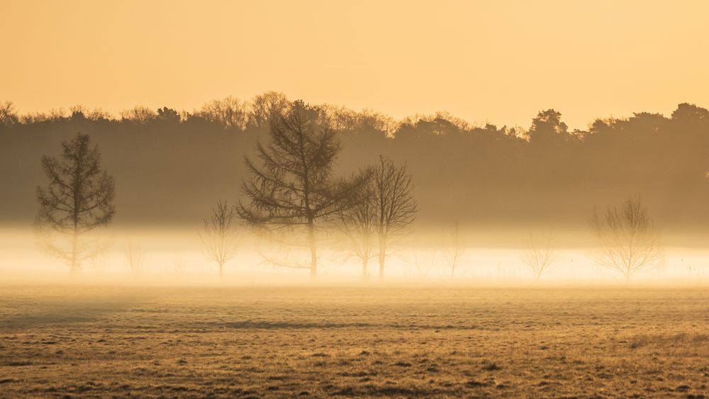 Bodennebel