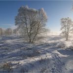 Bodennebel im Brackvenn