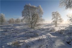 Bodennebel im Brackvenn