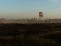 Bodennebel im Gildehauser Venn