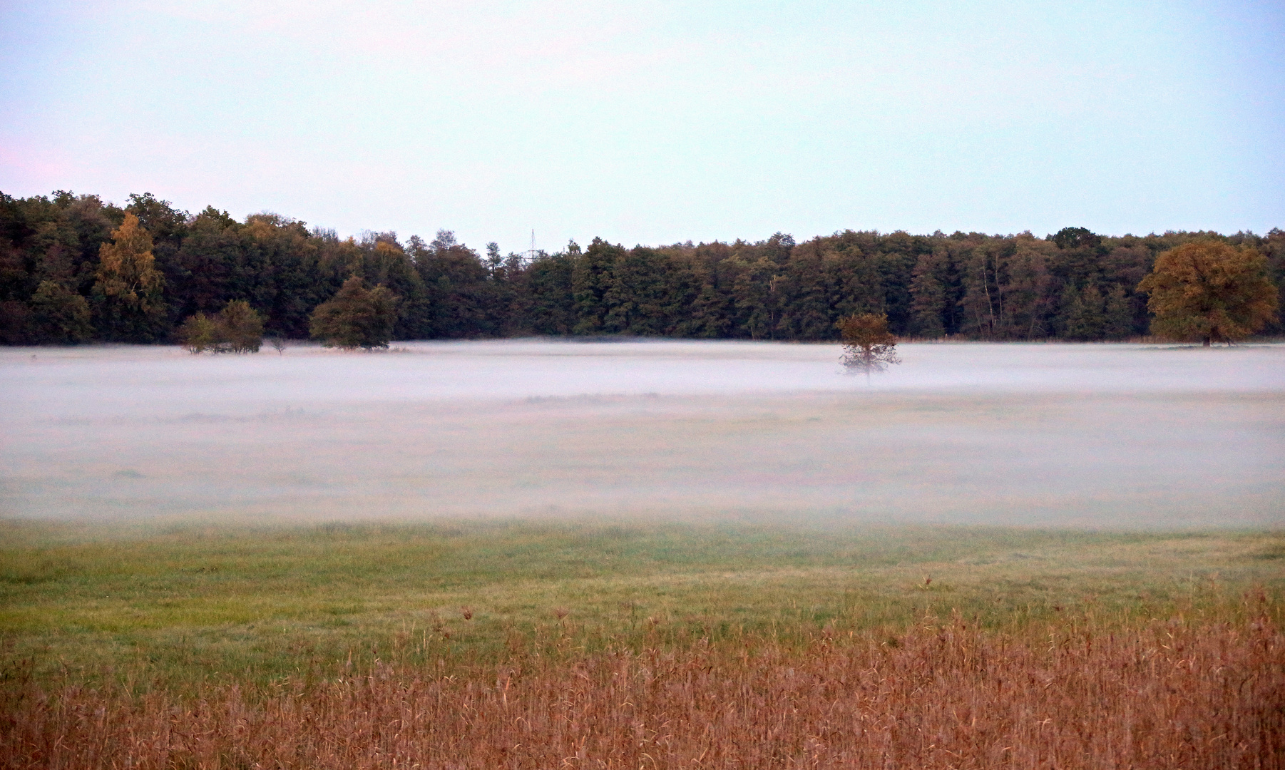 Bodennebel im Mönchbruch