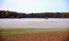 Bodennebel im Mönchbruch