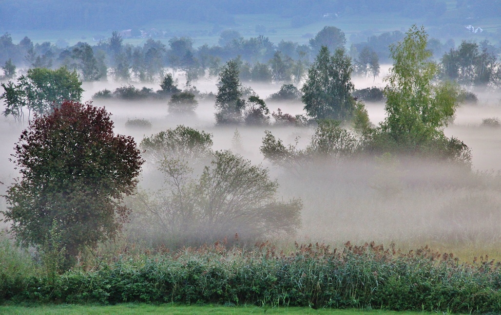 Bodennebel im Moor