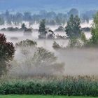 Bodennebel im Moor