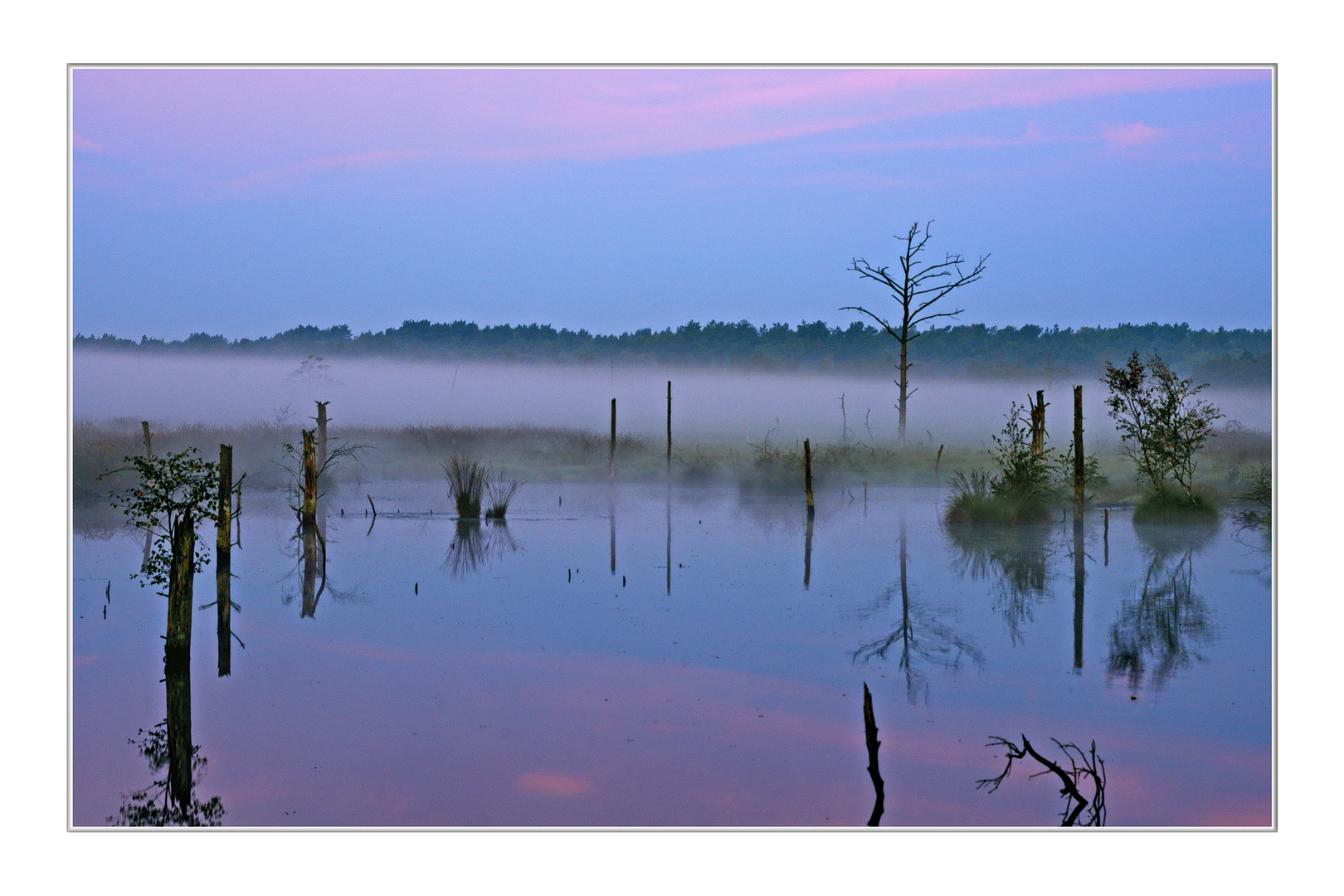 Bodennebel im Moor (THEMENTAG: Spiegeltag)