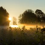 ** Bodennebel im Sonnenaufgang **