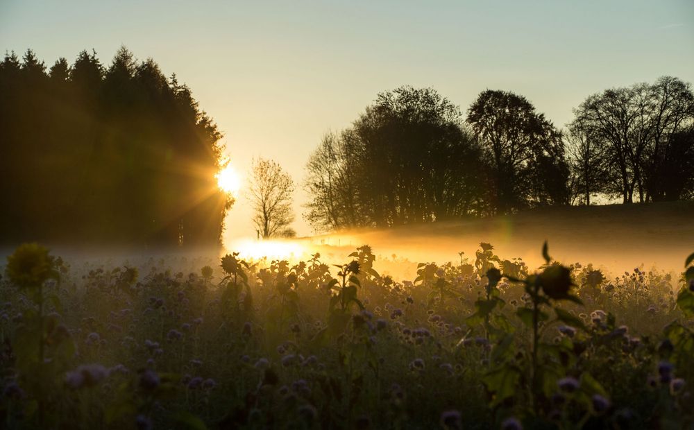 ** Bodennebel im Sonnenaufgang **