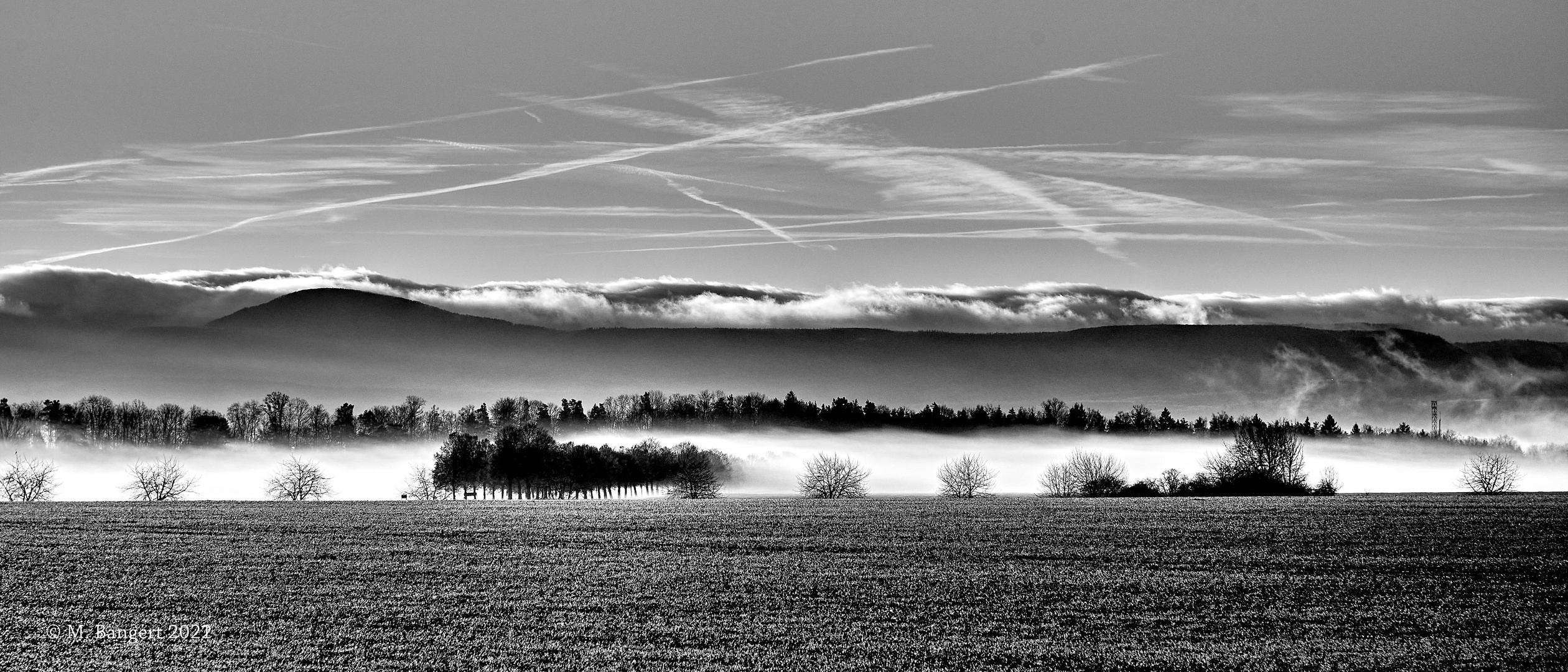 Bodennebel in der Allee