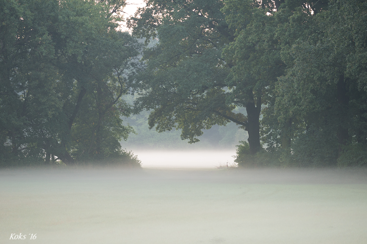 Bodennebel in der Aue