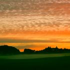 Bodennebel in Grün