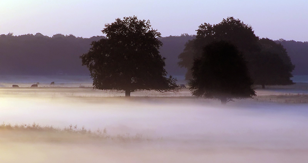 Bodennebel mit Kühen