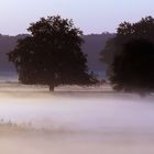 Bodennebel mit Kühen