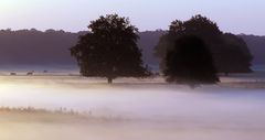 Bodennebel mit Kühen