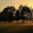 Bodennebel zieht auf im Landstuhler Bruch.