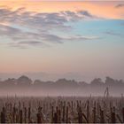 Bodennnebel am Abend