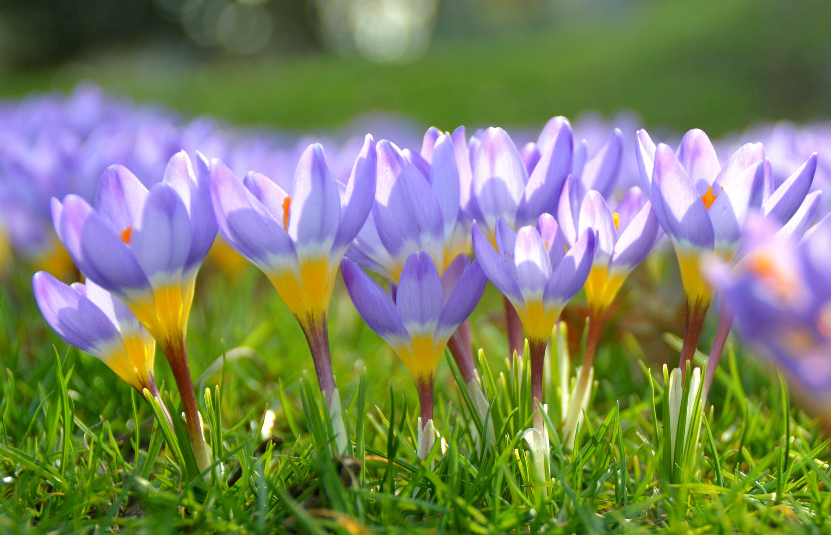 Bodenoffensive der Krokusse