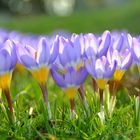 Bodenoffensive der Krokusse