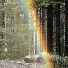 Bodenregenbogen im Wald