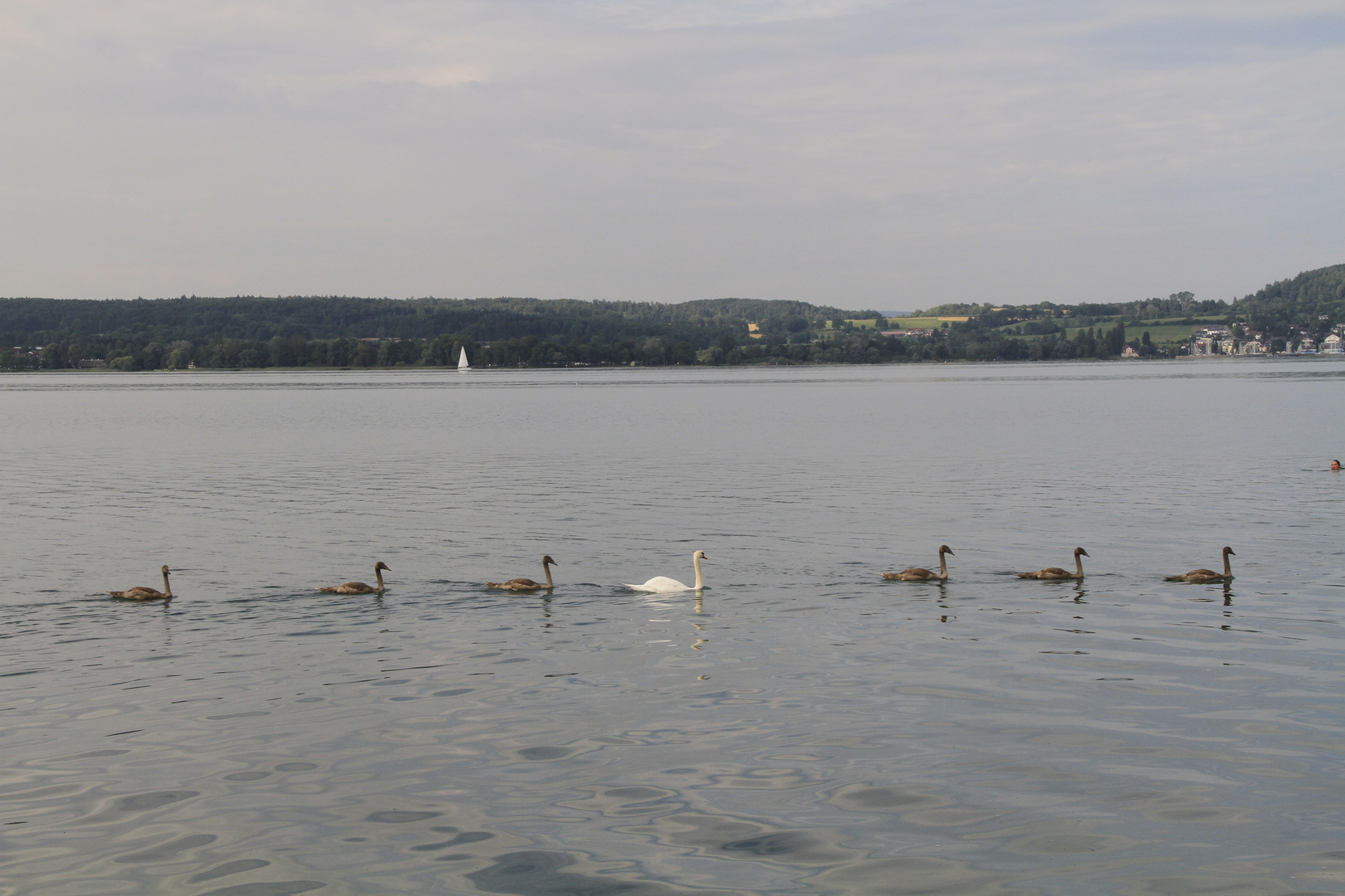 Bodensee,