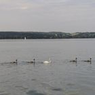 Bodensee,