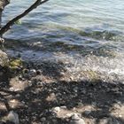 Bodensee [2]