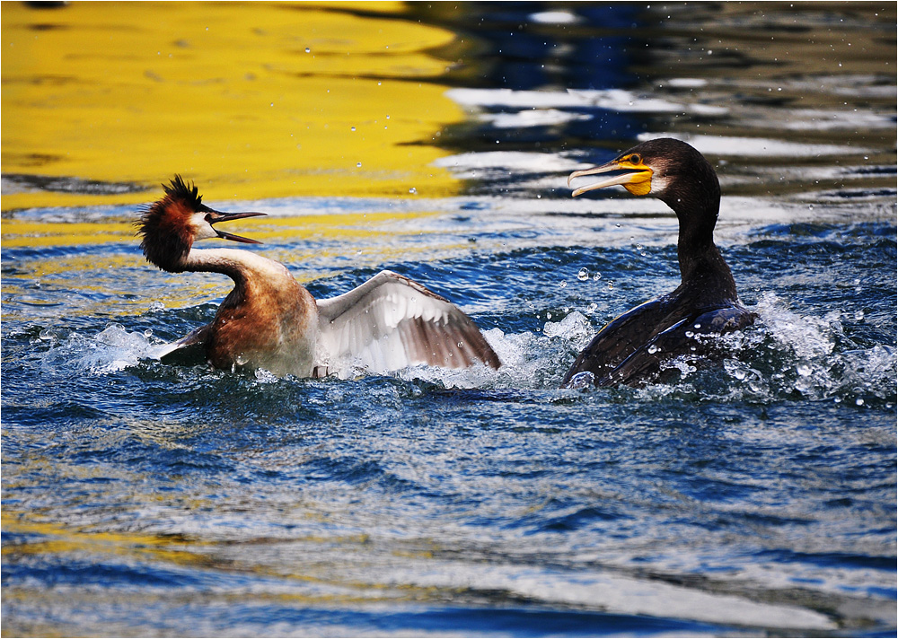 Bodensee 2011-6 "ein unerwünschter Frühstücksgast"