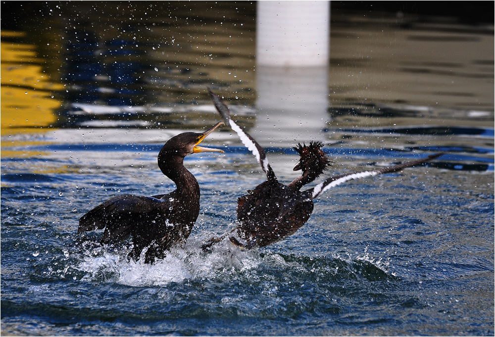 Bodensee 2011-8 "die Flucht"