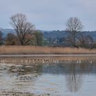 Bodensee