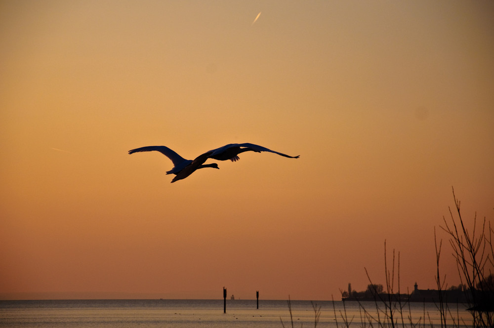 Bodensee