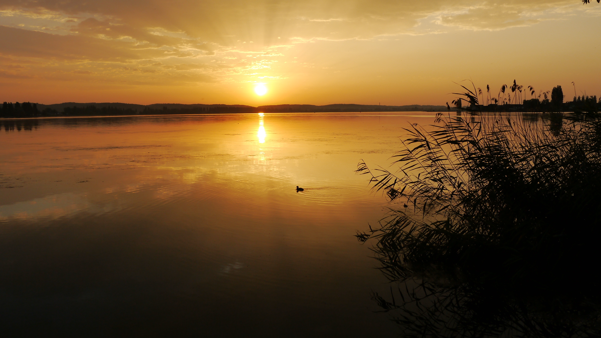 Bodensee Foto & Bild landschaft, bach, fluss & see, see, teich