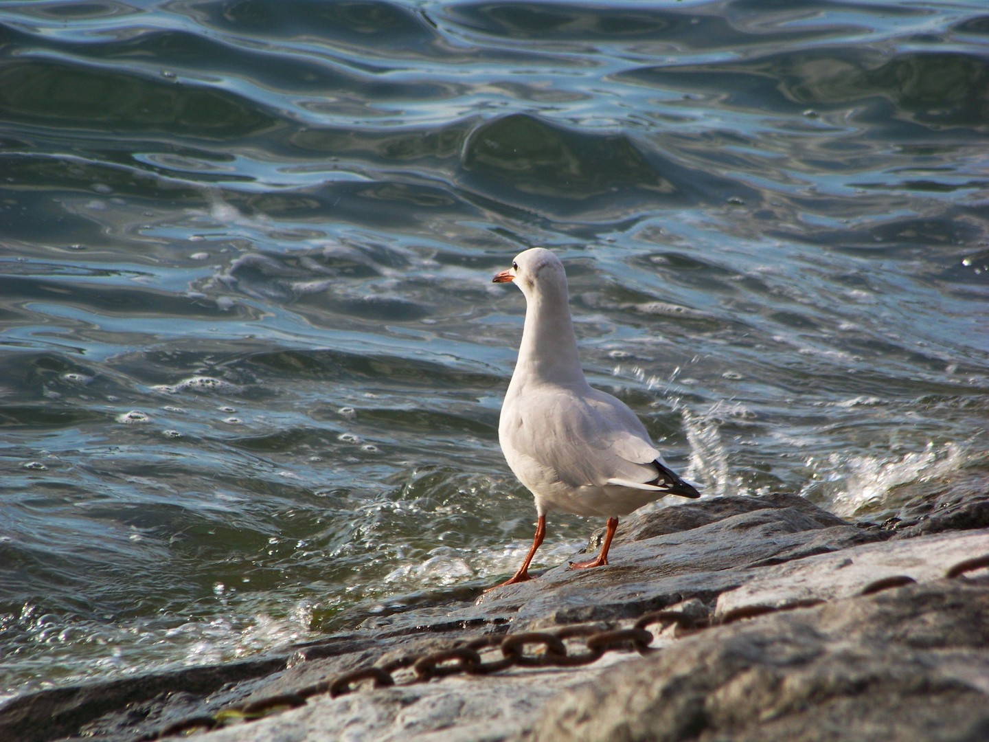 Bodensee