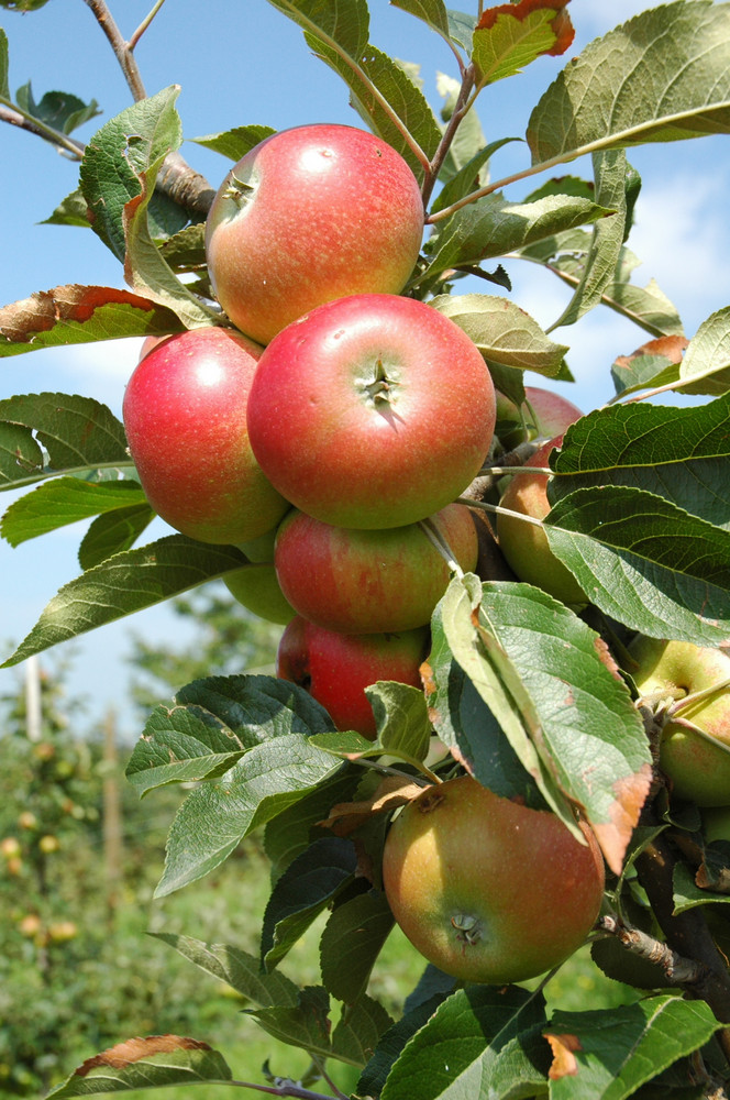 Bodensee Äpfel