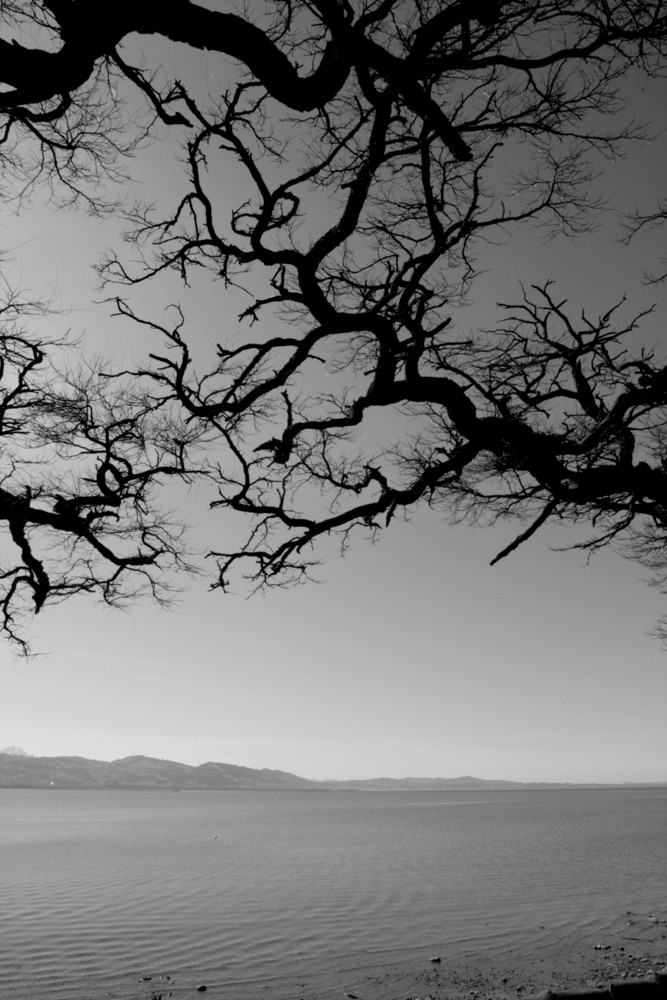 Bodensee - Baum