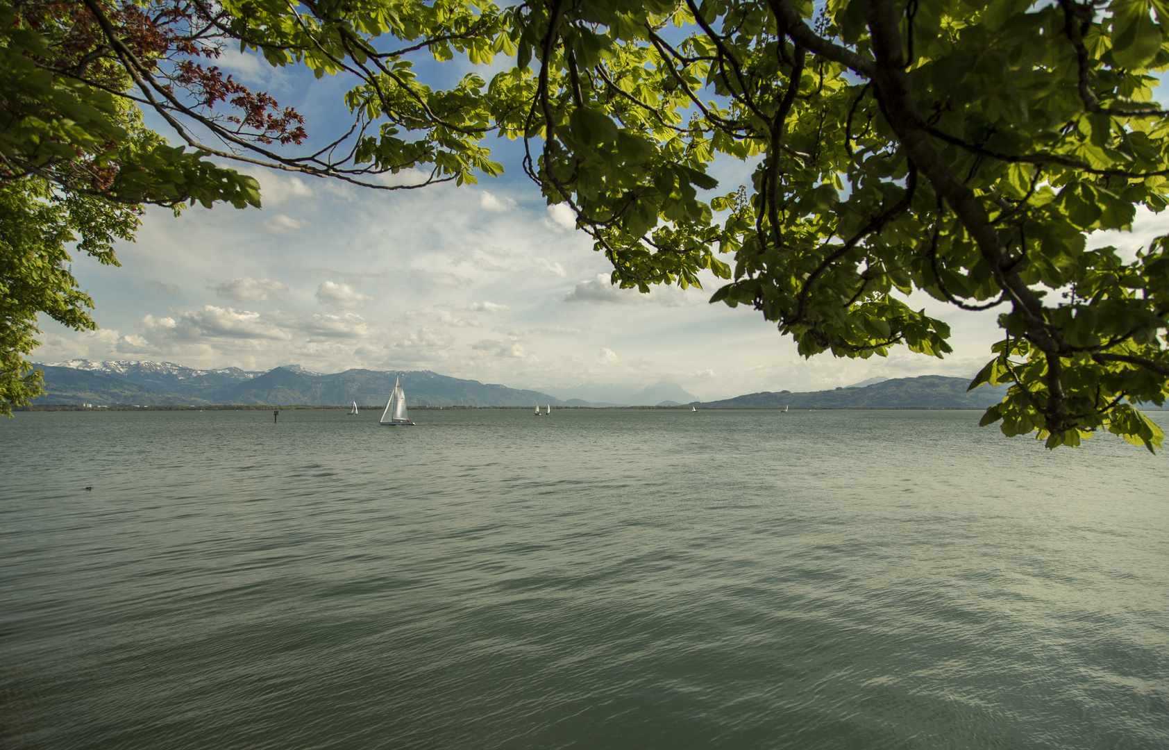 Bodensee bei Lindau