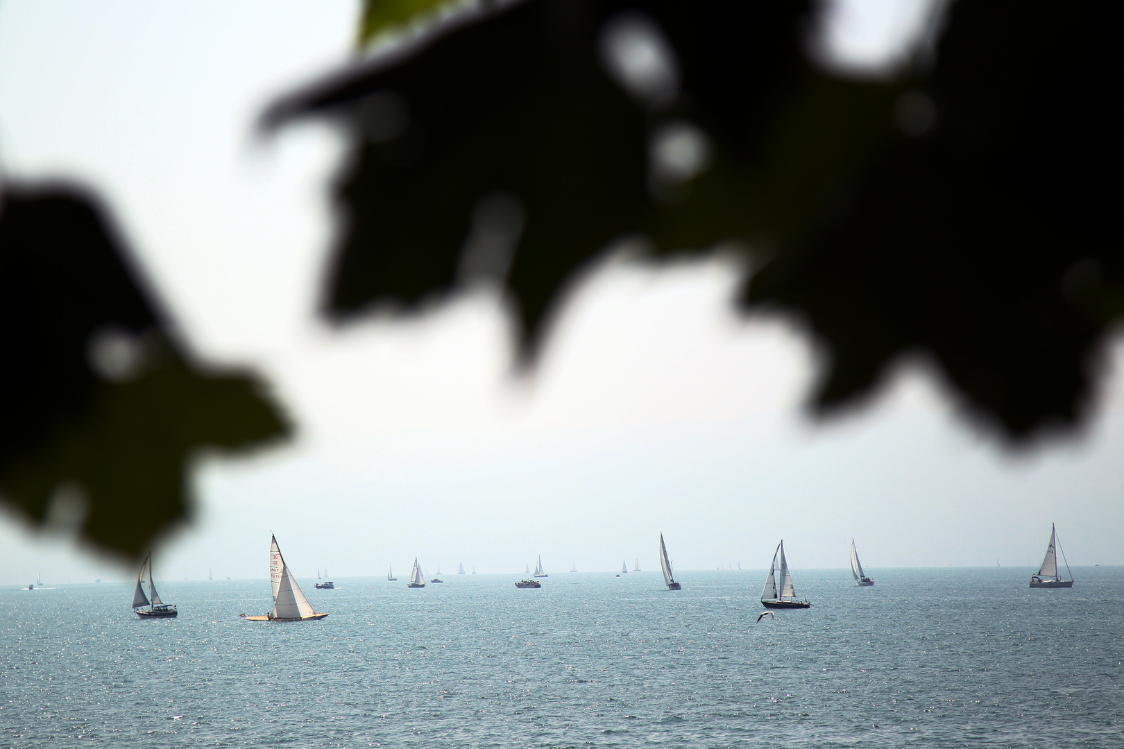 Bodensee - Blick von Langenargen