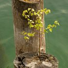 Bodensee-Bonsai