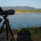 Bodensee - Bregenzerach - Mündung mit Zugvögeln