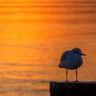 BODENSEE : DIE MÖWE IM SONNENUNTERGANG 