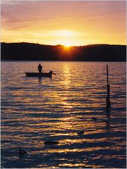 Bodensee-Fischer