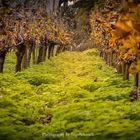 Bodensee Herbststimmung 