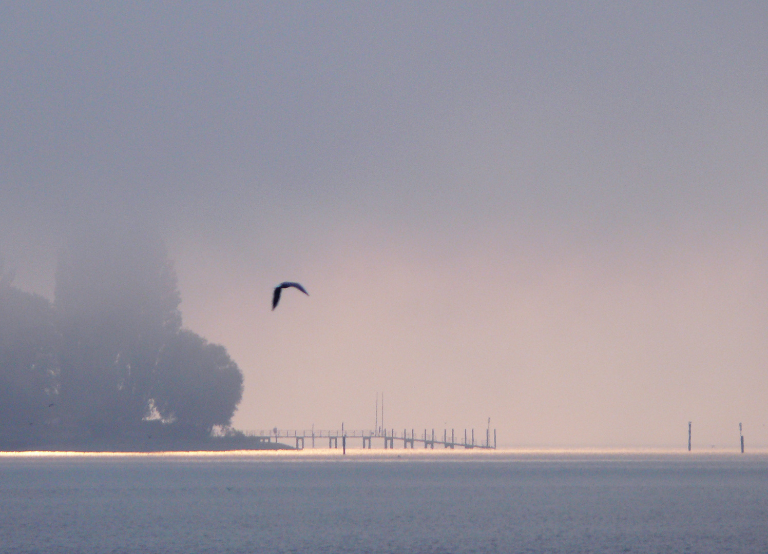 Bodensee im Morgennebel